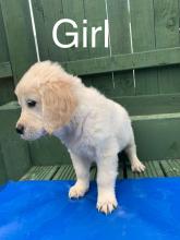 Puppies for sale golden retriever - Ireland, Cork. Price 200 €