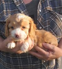 Puppies for sale , cockapoo - Czech Republic, Prague