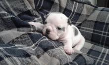 Puppies for sale english bulldog - Luxembourg, Luxembourg. Price 250 €