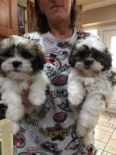 Puppies for sale shih tzu - Luxembourg, Luxembourg. Price 250 €