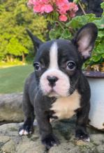 Puppies for sale french bulldog - Italy, Rome