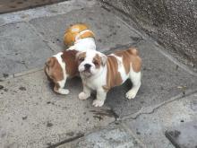 Puppies for sale english bulldog - Luxembourg, Luxembourg. Price 250 €