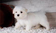 Puppies for sale maltese - Ireland, Dublin