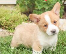 Puppies for sale , corgi  - Moldova, Bender