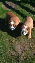 Puppies for sale english bulldog - Greece, Thessaloniki