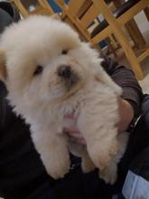 Puppies for sale chow chow - Greece, Piraeus. Price 250 €