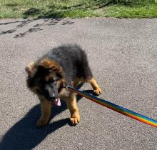 Puppies for sale german shepherd dog - Ireland, Cork
