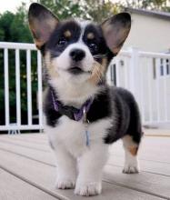 Puppies for sale , welsh corgi pembroke - Ireland, Dublin