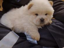 Puppies for sale chow chow - Luxembourg, Luxembourg. Price 250 €