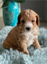 Puppies for sale , cavapoo - Belarus, Brest