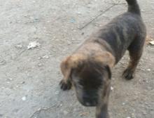 Puppies for sale rottweiler - Czech Republic, Bratislava. Price 500 €