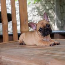 Puppies for sale french bulldog - Estonia, Kohtla-Jarve