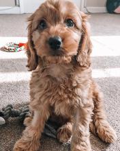 Puppies for sale other breed, cockapoo - United Kingdom, Bristol