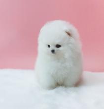 Puppies for sale pomeranian spitz - Ukraine, Poltava