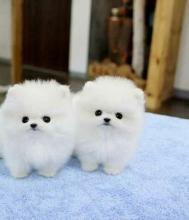 Puppies for sale pomeranian spitz - Ireland, Cork