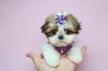 Puppies for sale shih tzu - Denmark, Odense