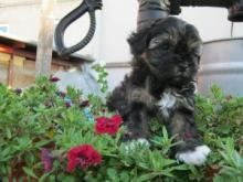 Puppies for sale , bolonka - Romania, Dirlosh