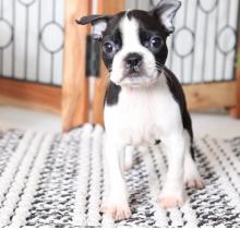 Puppies for sale boston terrier - Uzbekistan, Samarkand