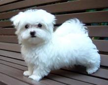 Puppies for sale , maltipoo - Denmark, Odense