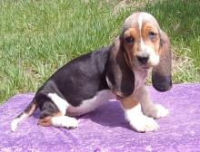 Puppies for sale basset hound - Armenia, Vanadzor