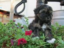 Puppies for sale , bolonka - Romania, Alexandria