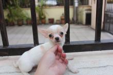 Puppies for sale chihuahua - Denmark, Aalborg