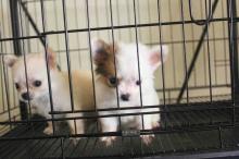 Puppies for sale chihuahua - Hungary, Gyor