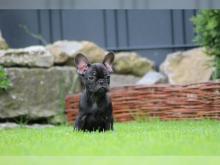 Puppies for sale french bulldog - Lithuania, Mazeikiai