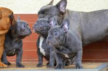 Puppies for sale french bulldog - Latvia, Preili