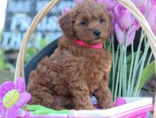 Puppies for sale other breed, cockapoo puppies - Uzbekistan, Samarkand