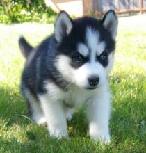 Puppies for sale iberian shepherd, siberian husky puppies - Estonia, Tallinn