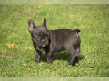 Puppies for sale french bulldog - Latvia, Tukums