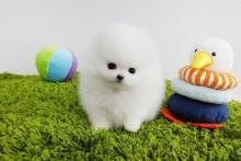 Puppies for sale pomeranian spitz - Denmark, Odense