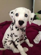 Puppies for sale dalmatian - Slovenia, Aleksandrovits