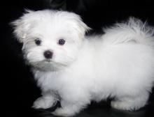 Puppies for sale maltese - Russia, Astrakhan