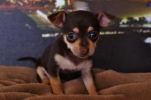 Puppies for sale chihuahua - Germany, Wismar