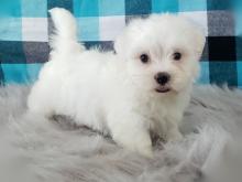 Puppies for sale maltese - Denmark, Odense