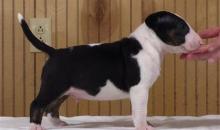 Puppies for sale bull terrier - Estonia, Kohtla-Jarve