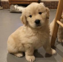 Puppies for sale golden retriever - France, Orleans