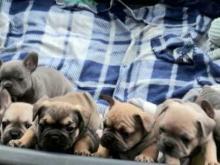 Puppies for sale french bulldog - Bulgaria, Sofia. Price 10 €