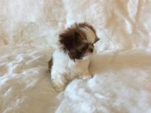 Puppies for sale shih tzu - Finland, Oulu