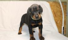 Puppies for sale doberman - Bulgaria, Sofia. Price 10 €