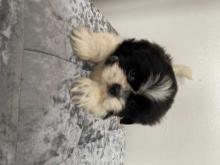 Puppies for sale shih tzu - Greece, Thessaloniki. Price 10 €