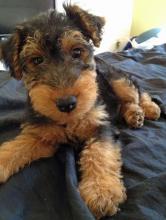 Puppies for sale welsh terrier - Bulgaria, Sofia. Price 10 €