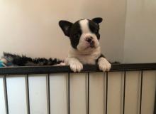 Puppies for sale boston terrier - United Kingdom, Derby