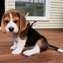 Puppies for sale beagle - Belgium, Antwerp