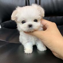 Puppies for sale maltese - Latvia, Liepaja