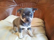 Puppies for sale chihuahua - Denmark, Odense