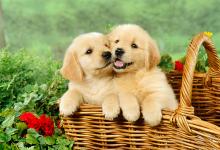 Puppies for sale golden retriever - Portugal, Gondomar