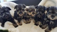 Puppies for sale other breed, schnauzer  - Poland, Warsaw. Price 155 €